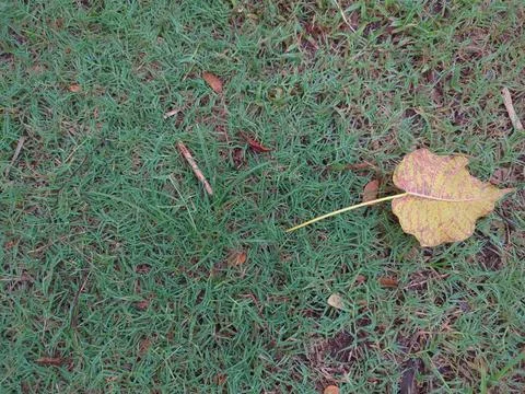 High-angle view of short, green grass with a single fallen leaf that is yel.. Stock Photos