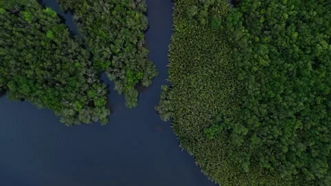 High-angle view shows a river winding through lush forest canopy. Stock Footage 336864536
