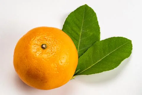High angle view of single mandarin orange with leaves on white background wit Stock Photos