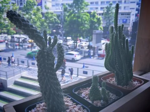 High Angle View of Small Cactus Stock-Fotos