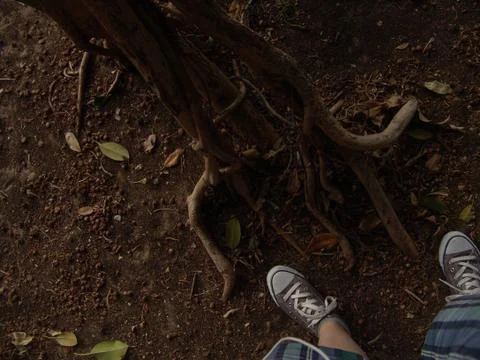 High angle view of small exotic tree roots over brown ground with green plant 写真素材