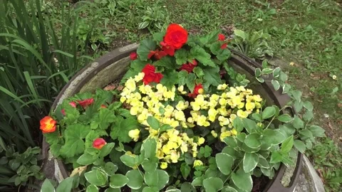 A High Angle View of a Small Flower Garden Vídeo Stock 157929602