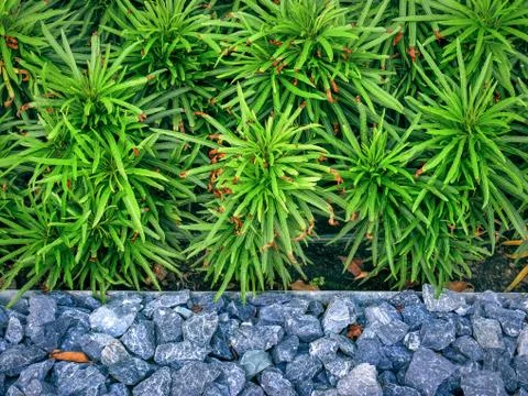 High Angle View of Small Green Bushes by Stone Floor Stock-Fotos