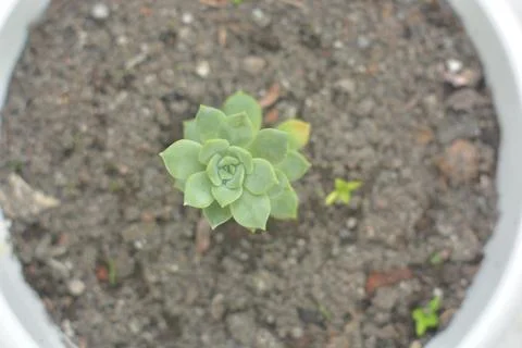 High angle view of a small green succulent plant growing in dark potting so.. Fotos de archivo