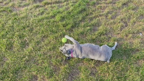 High angle view of a small grey dog with a purple collar rolling on green dave-5 Stock Footage 339108781