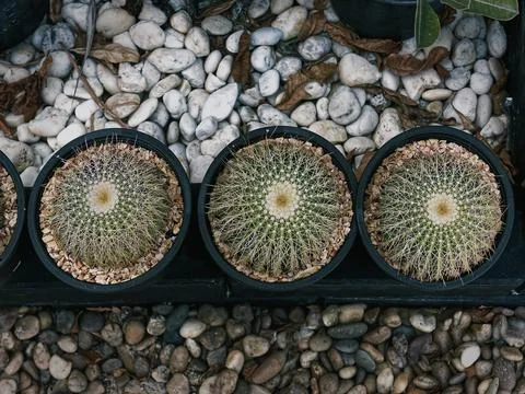 High Angle View of Small Potted Cacti Against Gravel Stones Stock Photos