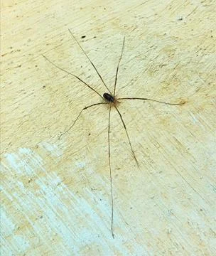 High angle view on the small spider with a very long legs sitting on the wall Stock Photos