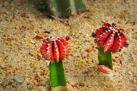 High Angle View of Small Spiky Red Cactus Foto stock