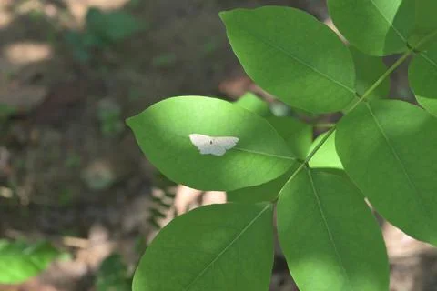High angle view of a small white moth on the leaf surface of a leaf Fotos de archivo