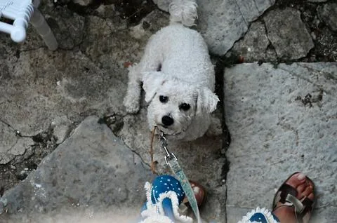 High-Angle View of Small White Dog Looking Up at Owner Stock Photos
