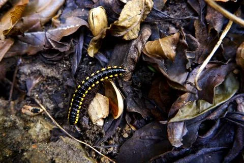 A high angle view of a small yellow-spotted millipede on the ground covered i Stock Photos