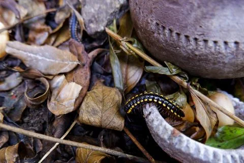 A high angle view of a small yellow-spotted millipede on the ground covered i Stock Photos