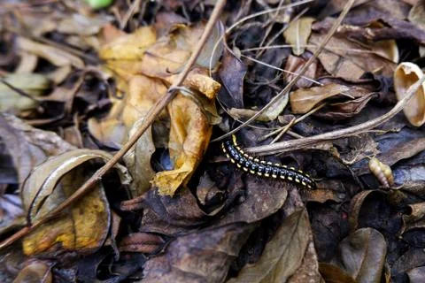 A high angle view of a small yellow-spotted millipede on the ground covered i Stock Photos