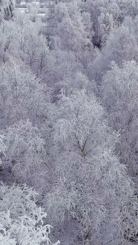 High angle view of snow covered trees in Estonia during the winter. Stock Footage 340435773