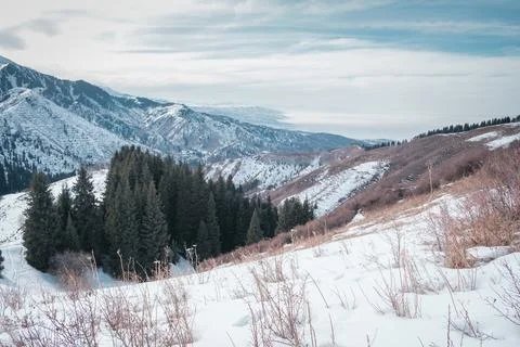 High angle view of a snowy mountain valley with coniferous trees under an ove 库存照片