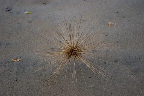High angle view of Spinifex, a genus of perennial coastal plants in the gra.. Stock Photos