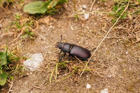 High angle view of Stag beetle wandering on the ground in Northern France Stock Photos