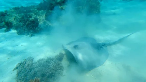 High angle view of stingray swimming on ocean floor in sea, Myliobatoidei moving Stock Footage 128851482