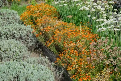 High Angle View of Structured Multi Layered Garden Bed. Stock Photos