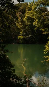 High angle view of submerged tree branch in emerald forest lake Stock Photos