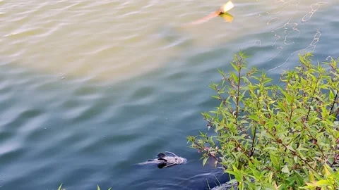 High Angle View of Suckermouth Catfish Swimming in Murky River Water Video stock 334016995