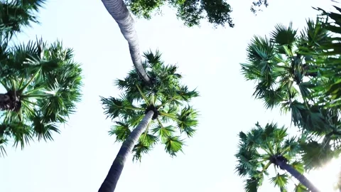 High angle View of the sugar Palm Trees with Camera rotating  against sky. Stock Footage 146205563