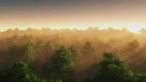 High angle view of summer forest in mist. Stock Illustration