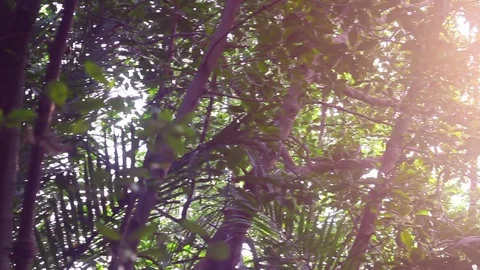 High angle View of the Sun breaking through trees environment in Thailand. Stock Footage 83768368