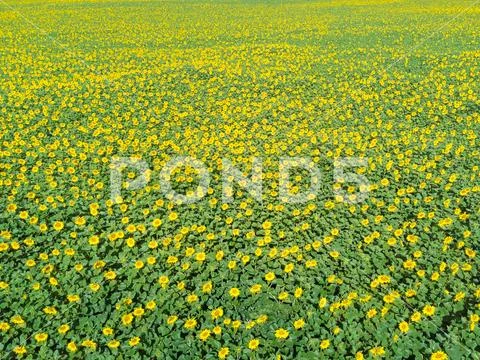 High Angle View of Sunflowers Field in Spanish Countryside Stock Photos