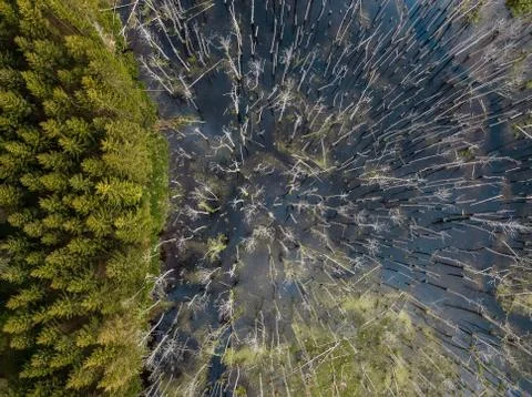 High angle view of a swamp in the middle of the forest Stock Photos