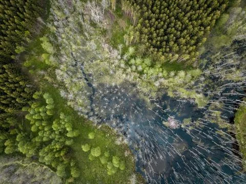High angle view of a swamp in the middle of the forest Foto stock