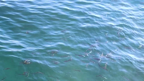 High Angle View of a Swarm of Small Fish Swimming in Clear Blue-Green Sea Water Stock Footage 323105326
