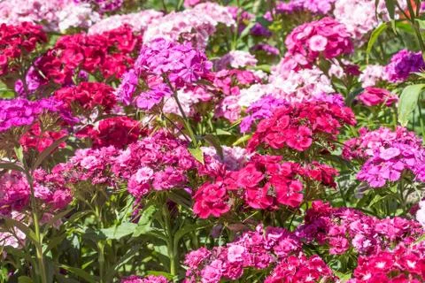 High angle view of the Sweet William Summer Flower Stock Photos
