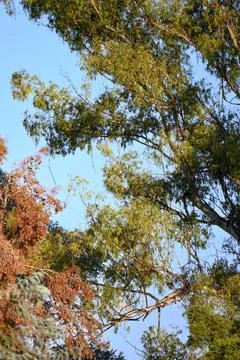 High-angle view of tall green trees against clear blue sky Stock Photos