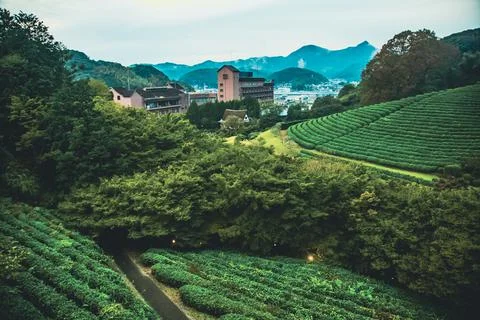 High angle view on  tea field, trees, and buildings in a small town in Japan Stock Photos