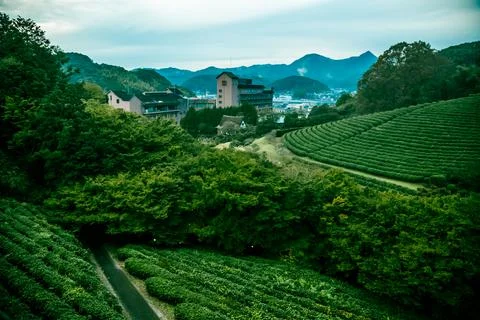High angle view on  tea field, trees, and buildings in a small town in Japan Stock Photos