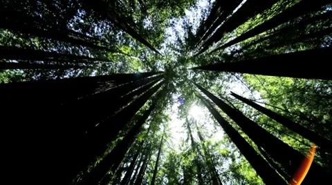 High-angle View Through Giant Redwood Trees Stock Footage 7734018