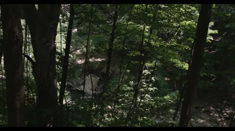 High angle view through trees of rocky stream where sewage water ends Stock Footage 57307521