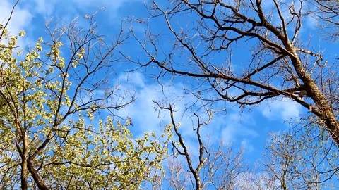 High angle view through trees Stock Footage 106407553