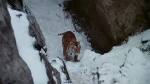 High angle view of  tiger climbing up snow covered rock ravine Stock Footage 260259004
