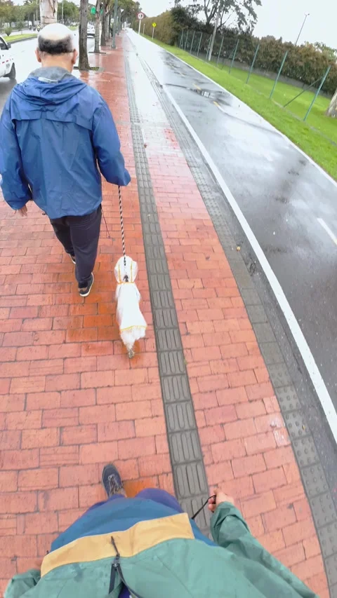 High angle view time lapse of men leading two small dogs on leashes along a.. 動画素材 338033604