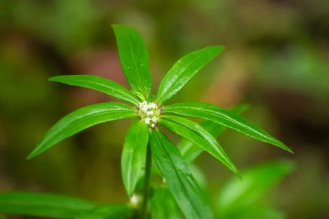 High-angle view of Tiny False Buttonweed leaves Stock Photos