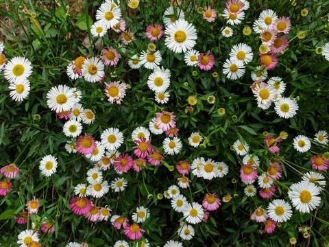 High angle view of tiny white and pink color daisy flowers Foto stock