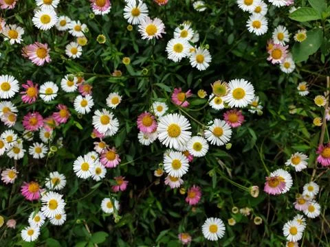 High angle view of tiny white and pink color daisy flowers Stock Photos