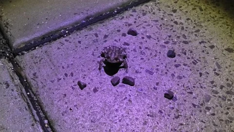 A High Angle View of a Toad Sitting on a Sidewalk 스톡 동영상 167127867