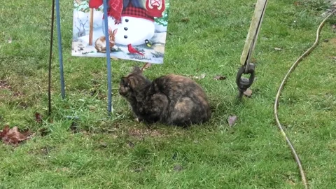 A High Angle View of a Tortoise Shell Cat 库存影片 257611828