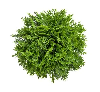 High angle view of a tree, plant isolated on white background Stock Photos