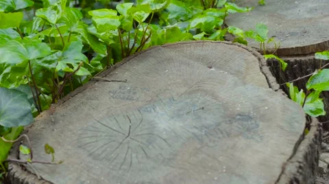 High angle view of tree stump Stock Footage 62311296