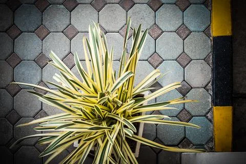High angle view, Trees in pots on footpath, Pattern background Stock Photos