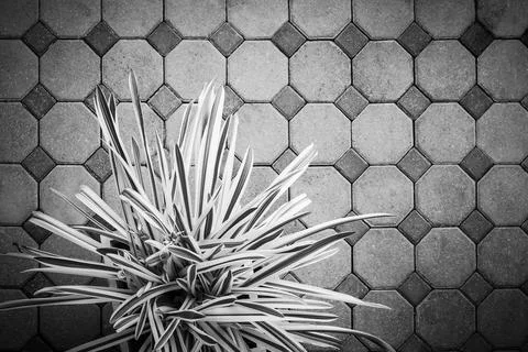 High angle view, Trees in pots on footpath, Pattern background Stock Photos